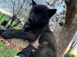 Lupo Cecoslovacco cani Splendidi cuccioli di American Wolf - Annuncio 2