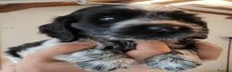 Cocker cani in vendita: Cuccioli Cocker spaniel inglese Blu roano  - Annuncio 11