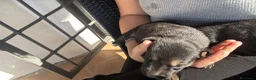 Meticcio cani in regalo: Cuccioli meticci  a Città metropolitana di Roma Capitale - Annuncio 11