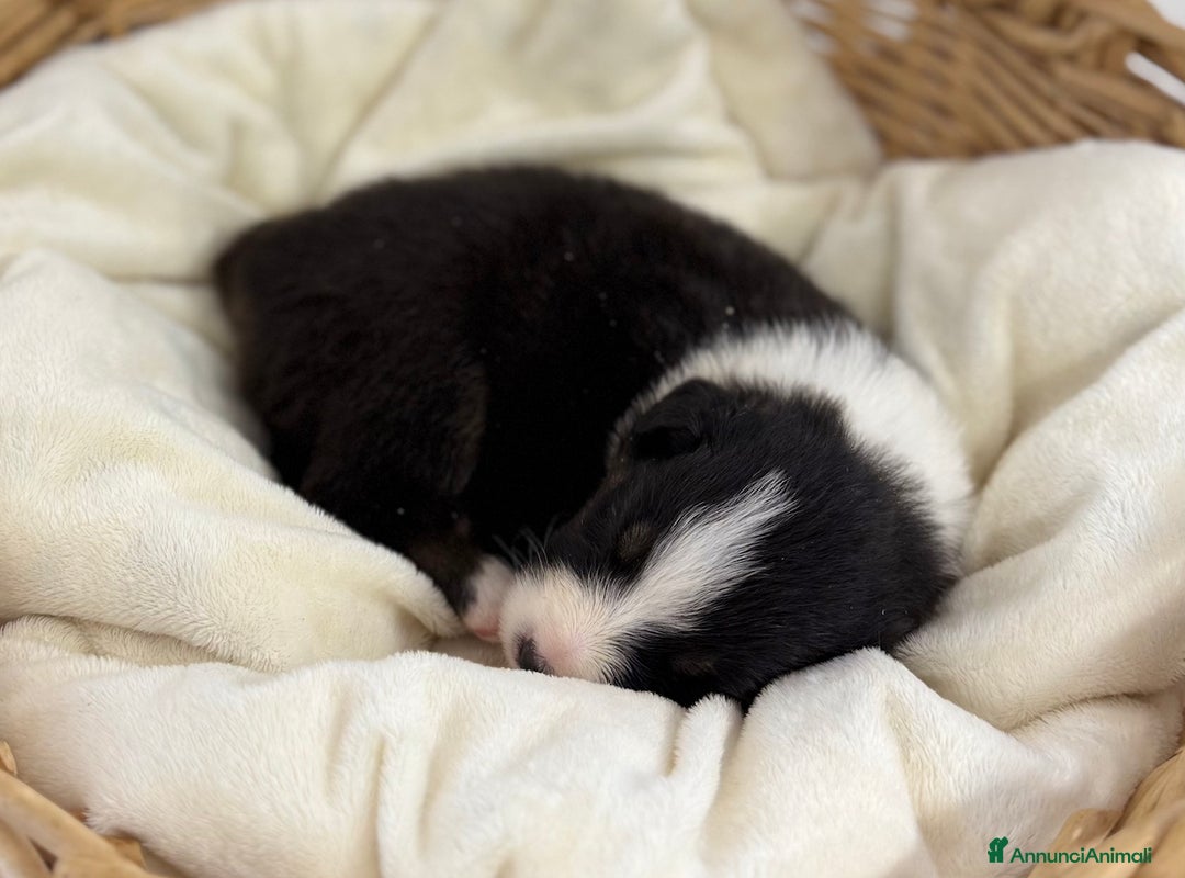 Australian Shepherd cani in vendita: Cuccioli Australian Shepherd / Pastore Australiano - Annuncio 5
