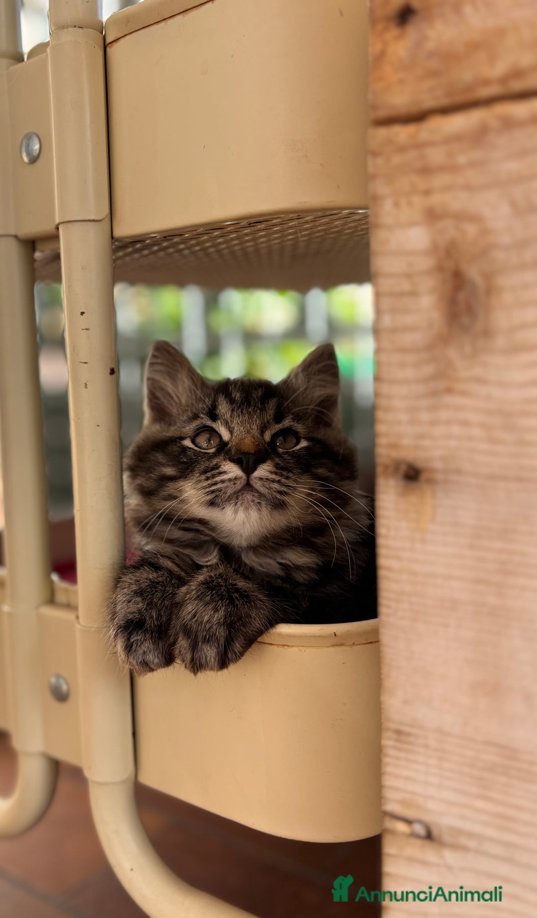Siberiano gatti in vendita: Siberiano gattino ipoallergenici - Annuncio 3
