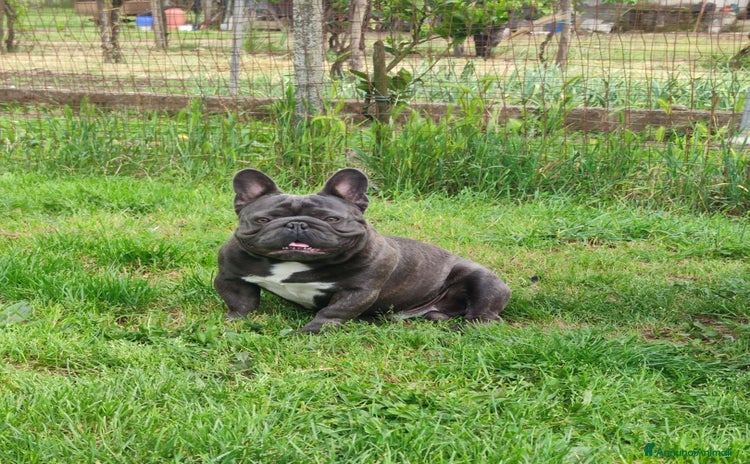Bulldog Francese cani a Provincia di Caserta - Annuncio 7