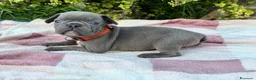 Bulldog Francese cani in vendita: Cuccioli bulldog francese  - Annuncio 15