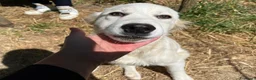Pastore Maremmano cani in regalo: Dolcissimo cucciolo 5 mesi abbandonato da tutti  - Annuncio 1