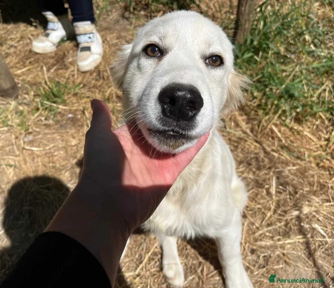 Pastore Maremmano cani in regalo: Dolcissimo cucciolo 5 mesi abbandonato da tutti  - Annuncio 1