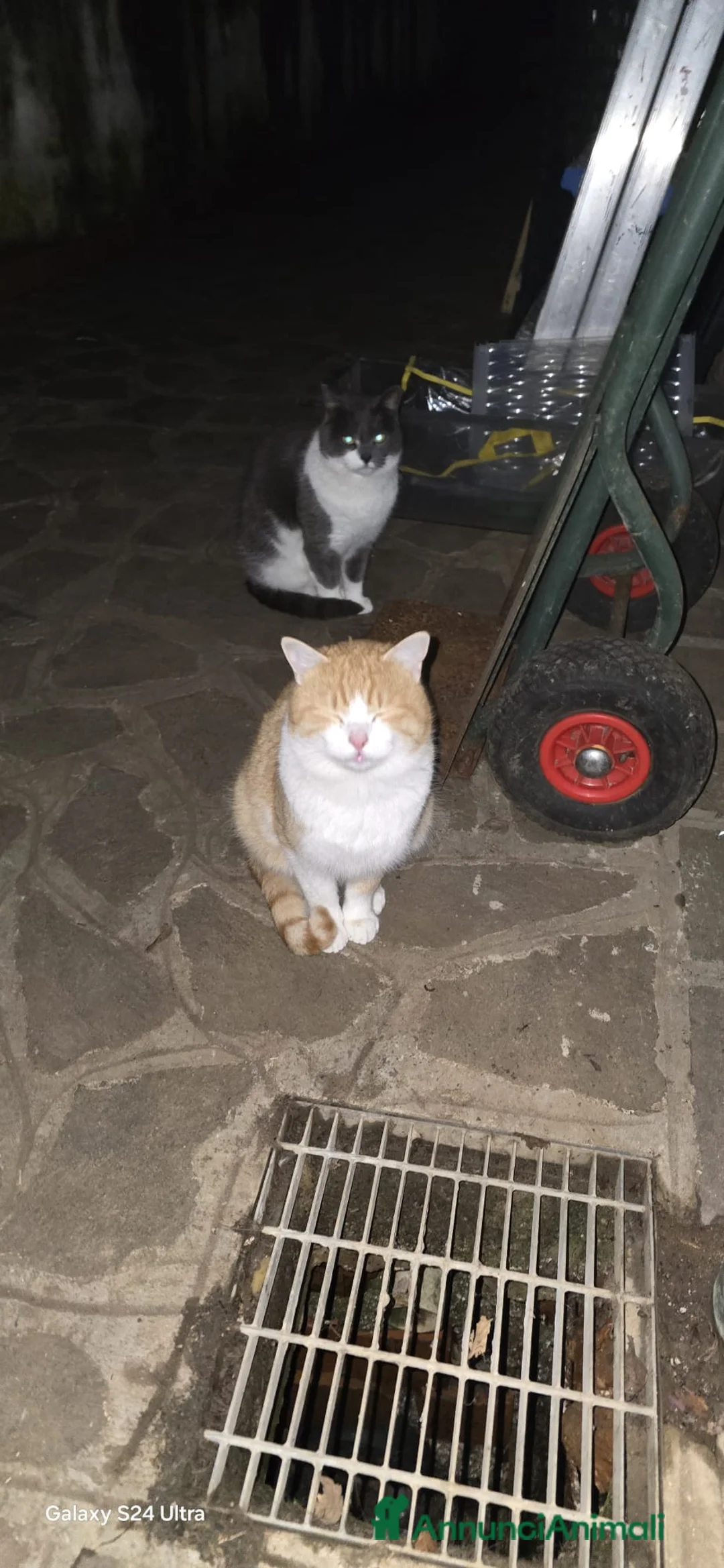 Meticcio gatti in regalo: MICIONI CERCANO CASA  - Annuncio 2