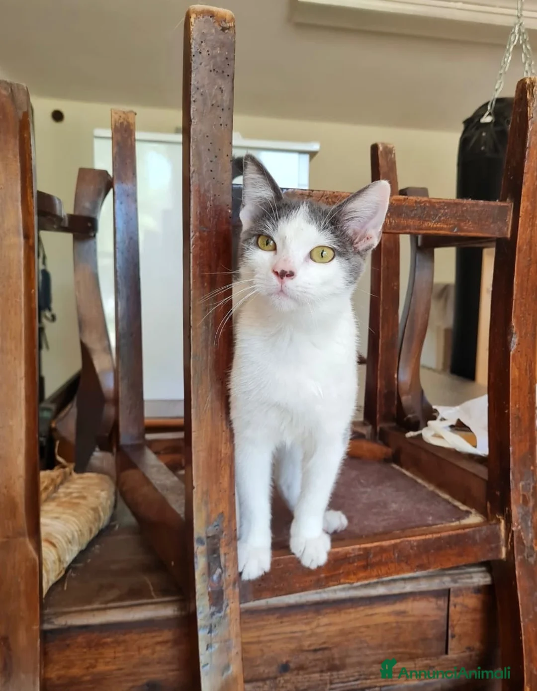 Europeo gatti in regalo: Gattino maschio 4 mesi buonissimo  a Provincia di Reggio Emilia - Annuncio 1