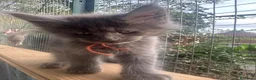 Maine Coon gatti in vendita: Maine coon Blue - Annuncio 7
