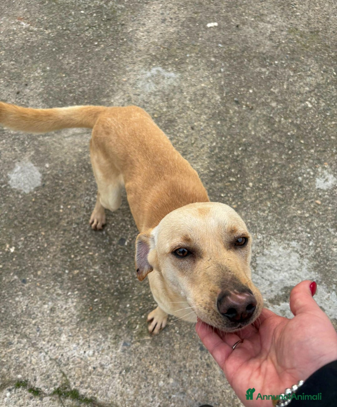 Meticcio cani in regalo: OLLY 💙-ancora aspetta: dolcissimo, nessuno chiama - Annuncio 4