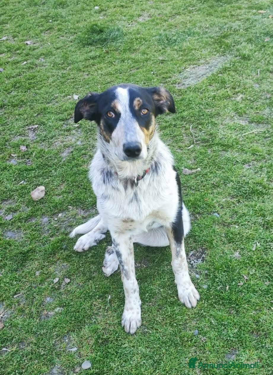 Meticcio cani Dolce Kiki aspetta una FAMIGLIA vera!!!! - Annuncio 15