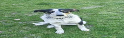 Meticcio cani in regalo: Dolce Kiki aspetta una FAMIGLIA vera!!!! a Città Metropolitana di Torino - Annuncio 1