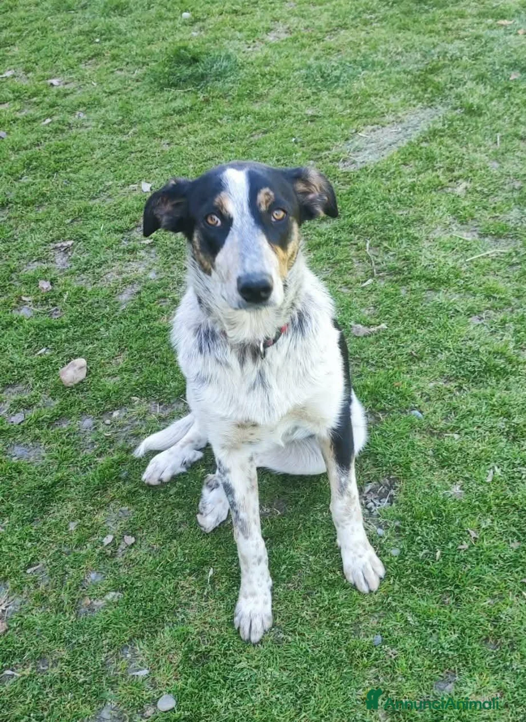 Meticcio cani in regalo: Dolce Kiki aspetta una FAMIGLIA vera!!!! a Città Metropolitana di Torino - Annuncio 1