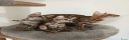 Bengala gatti in vendita: bengalesi  - Annuncio 5
