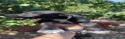 Setter Inglese cani in regalo: Teo e Sofì 2 setter inglesi di 3 mesi (Catania) - Annuncio 2