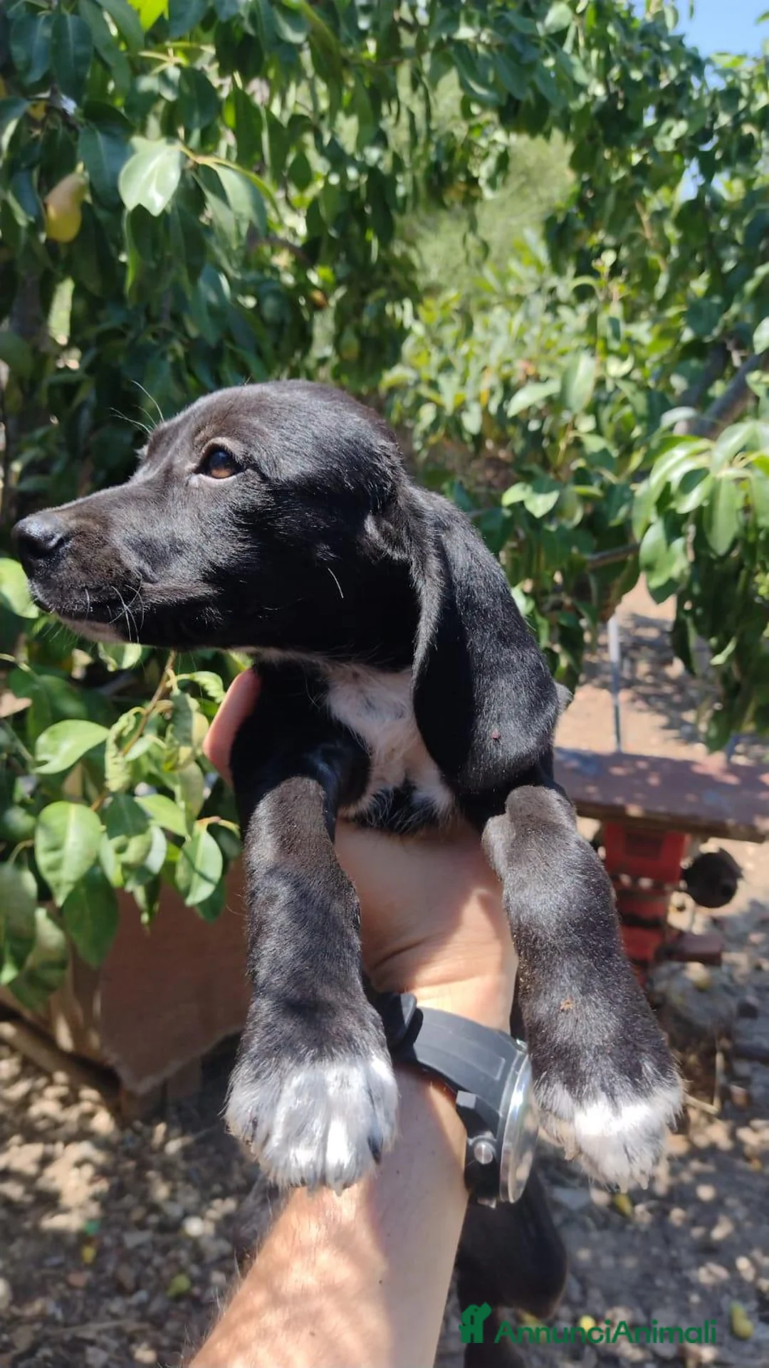 Setter Inglese cani in regalo: Teo e Sofì 2 setter inglesi di 3 mesi (Catania) - Annuncio 2