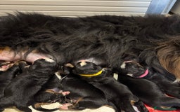 Bovaro del Bernese cani in vendita: Bovaro del Bernese cuccioli  a Provincia di Parma - Immagine 3