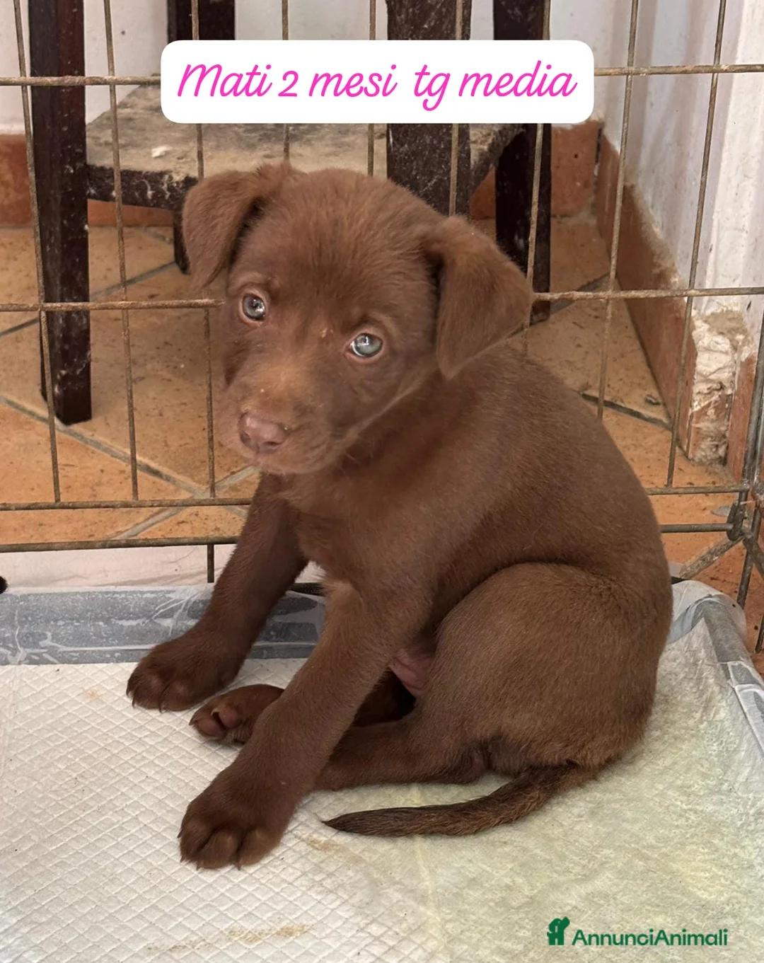 Meticcio cani in regalo: Cuccioli, non hanno chiesto di nascere! - Annuncio 11