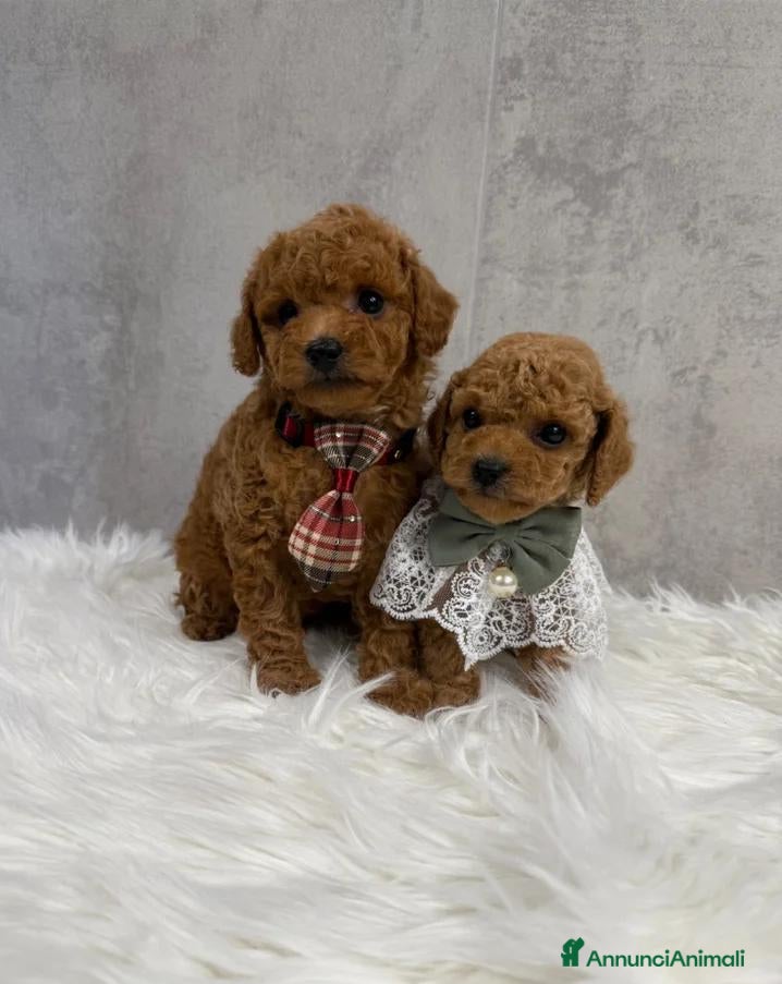 Barboncino Toy cani Adorabili cuccioli di barboncino toy - Annuncio 1