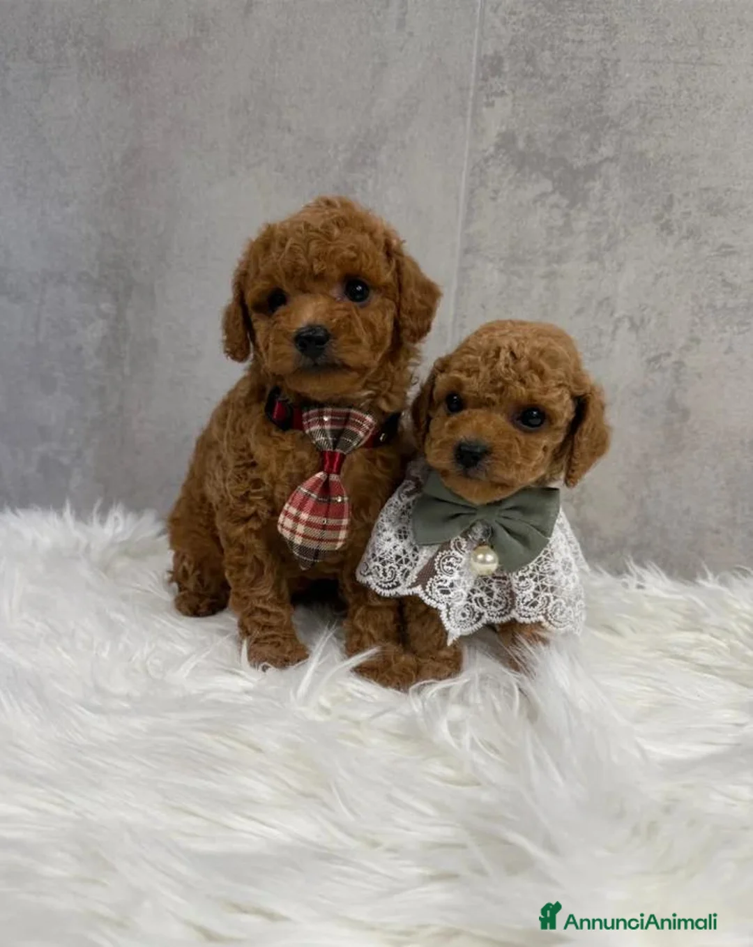 Barboncino Toy cani in vendita: Adorabili cuccioli di barboncino toy - Annuncio 1