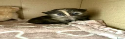Persiano gatti in vendita: 4 cuccioli persiani  - Annuncio 6