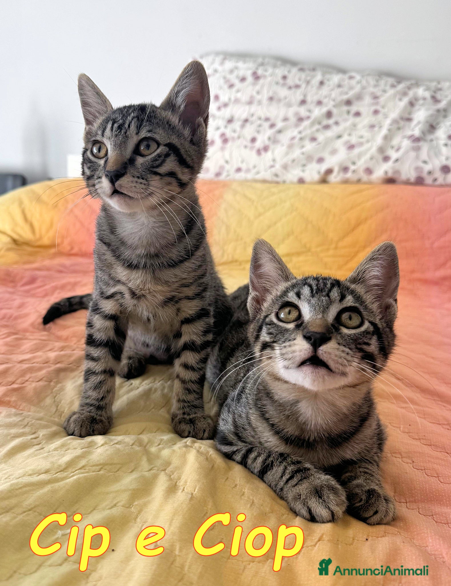 Europeo gatti Cip e Ciop dolci gattini - Annuncio 40