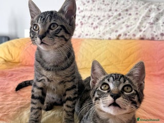 Europeo gatti Cip e Ciop dolci gattini - Annuncio 27