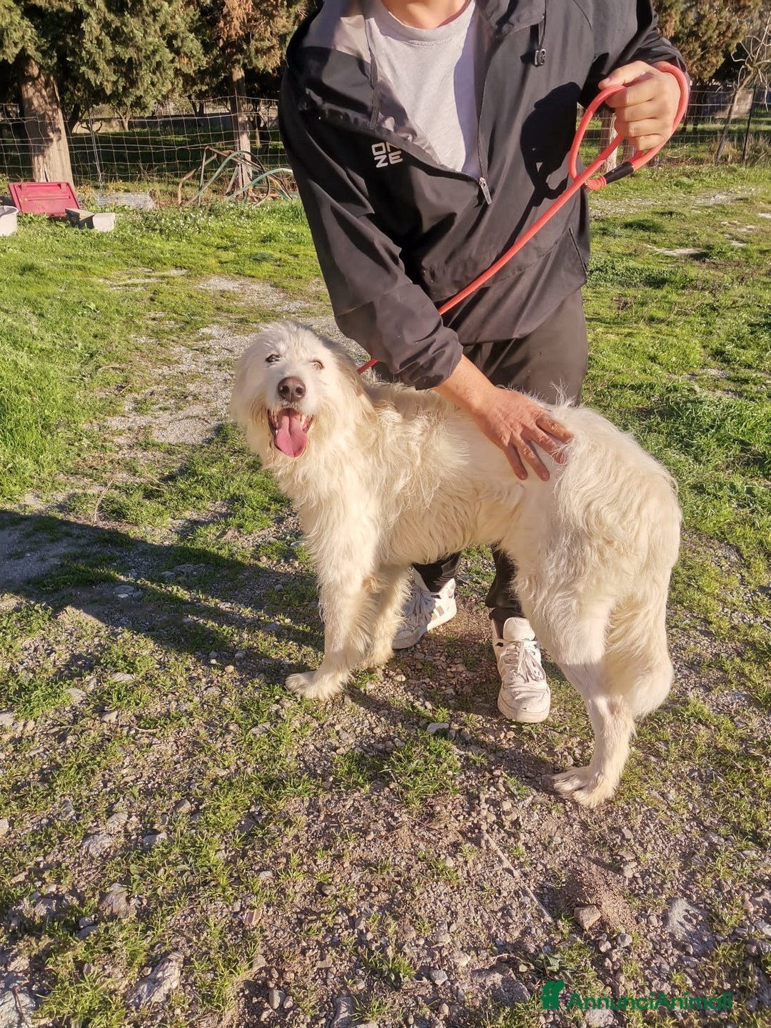 Altre razze cani in regalo: scooby du - Annuncio 1