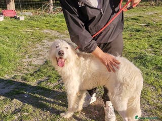 Altre razze cani scooby du - Annuncio 26