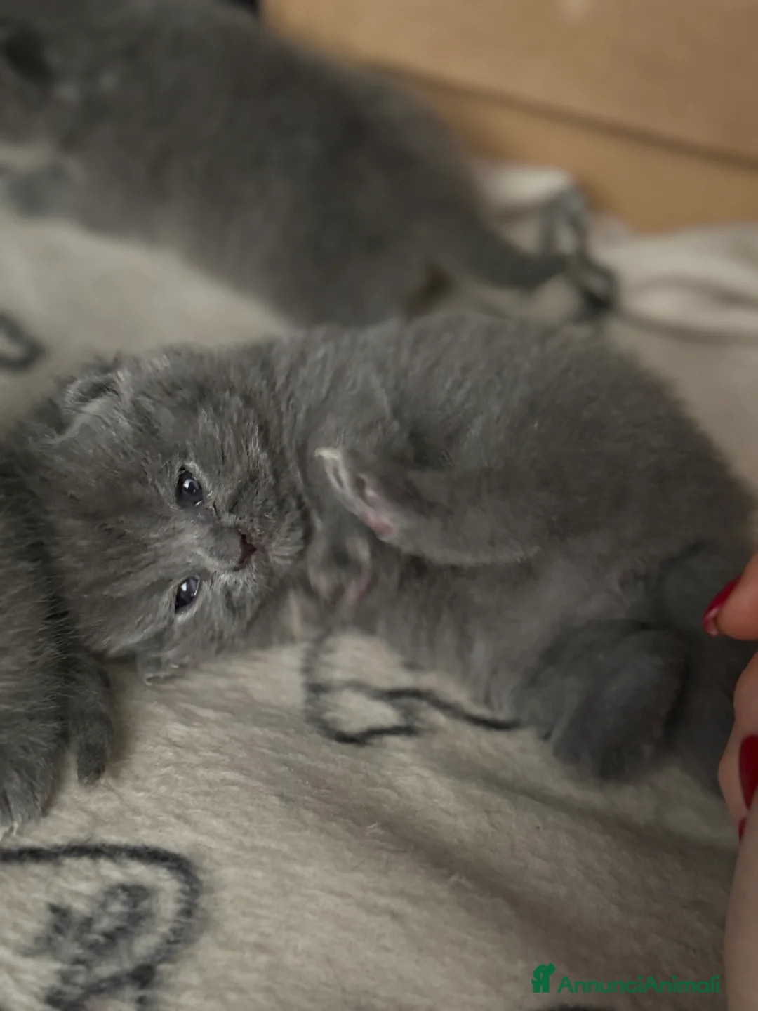 Scottish gatti in vendita: Gattini scottish fold blue - Annuncio 2