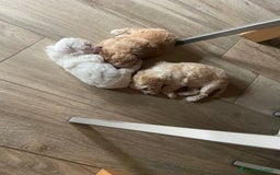 Barboncino cani in vendita: Barboncino, nuova cucciolata in casa a Città Metropolitana di Napoli - Immagine 8