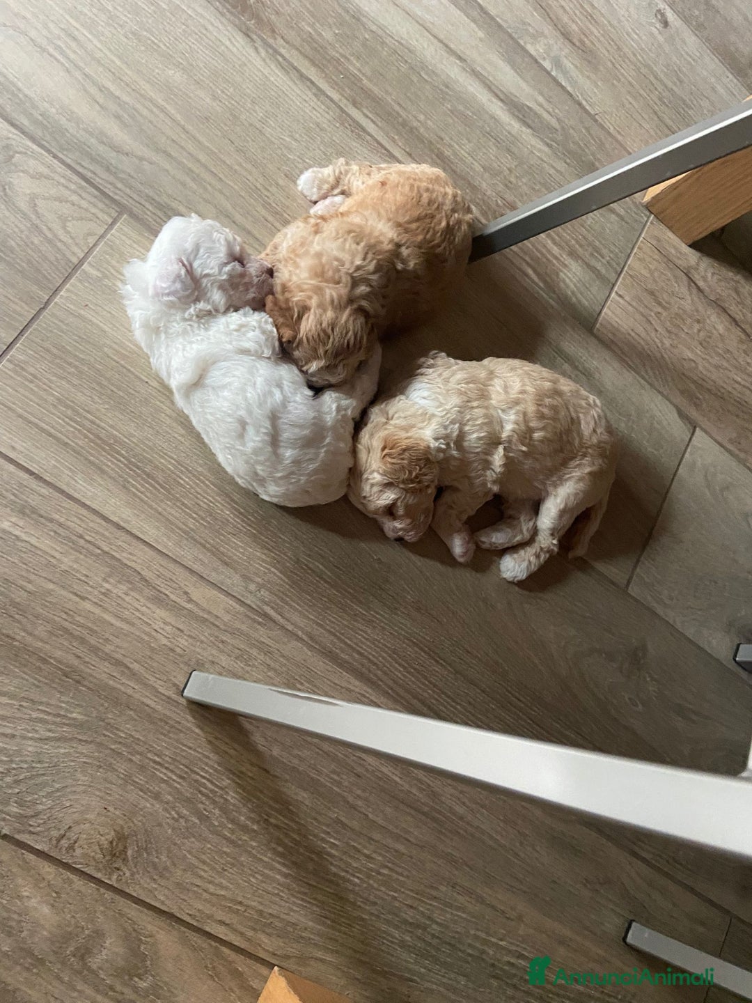 Barboncino cani in vendita: Barboncino, nuova cucciolata in casa a Città Metropolitana di Napoli - Immagine 8