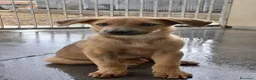 Meticcio cani in regalo: Paride dolce cucciolo in adozione - Annuncio 3