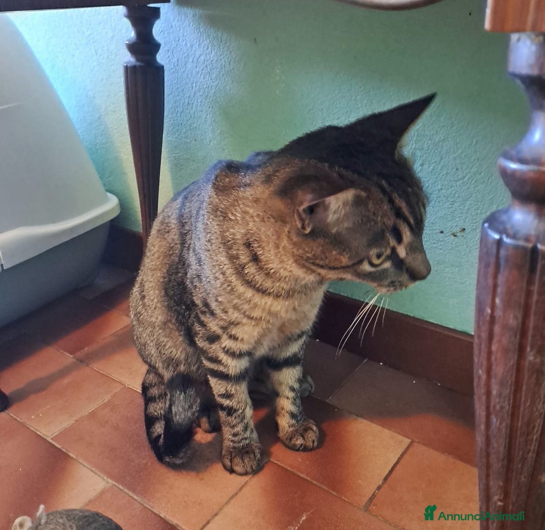 Europeo gatti in regalo: Adorabili gattini da adottare, GRACE e KEVIN! - Annuncio 8