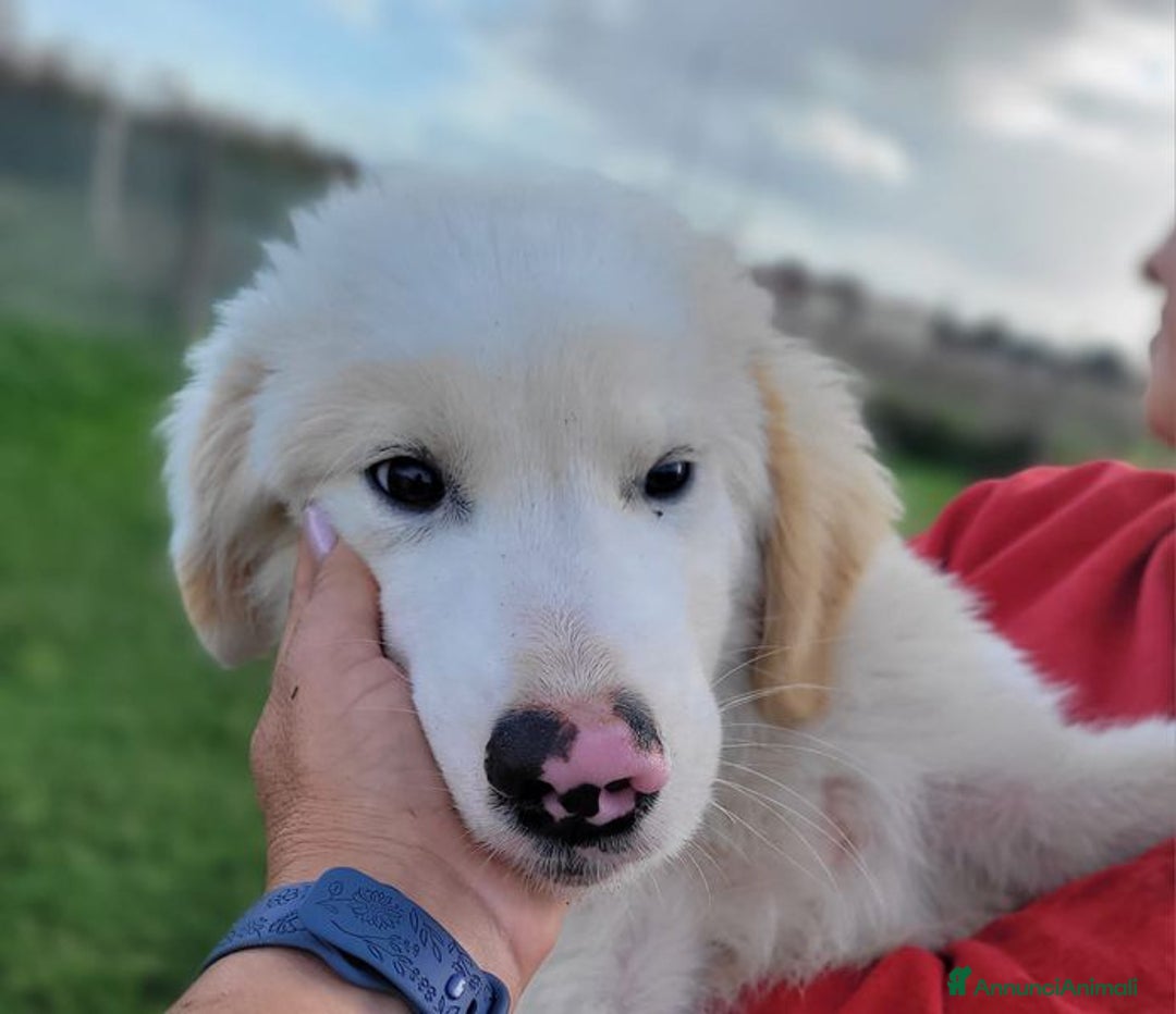 Pastore Maremmano cani in regalo: Cesare, cucciolo dal nasino maculato - Annuncio 4