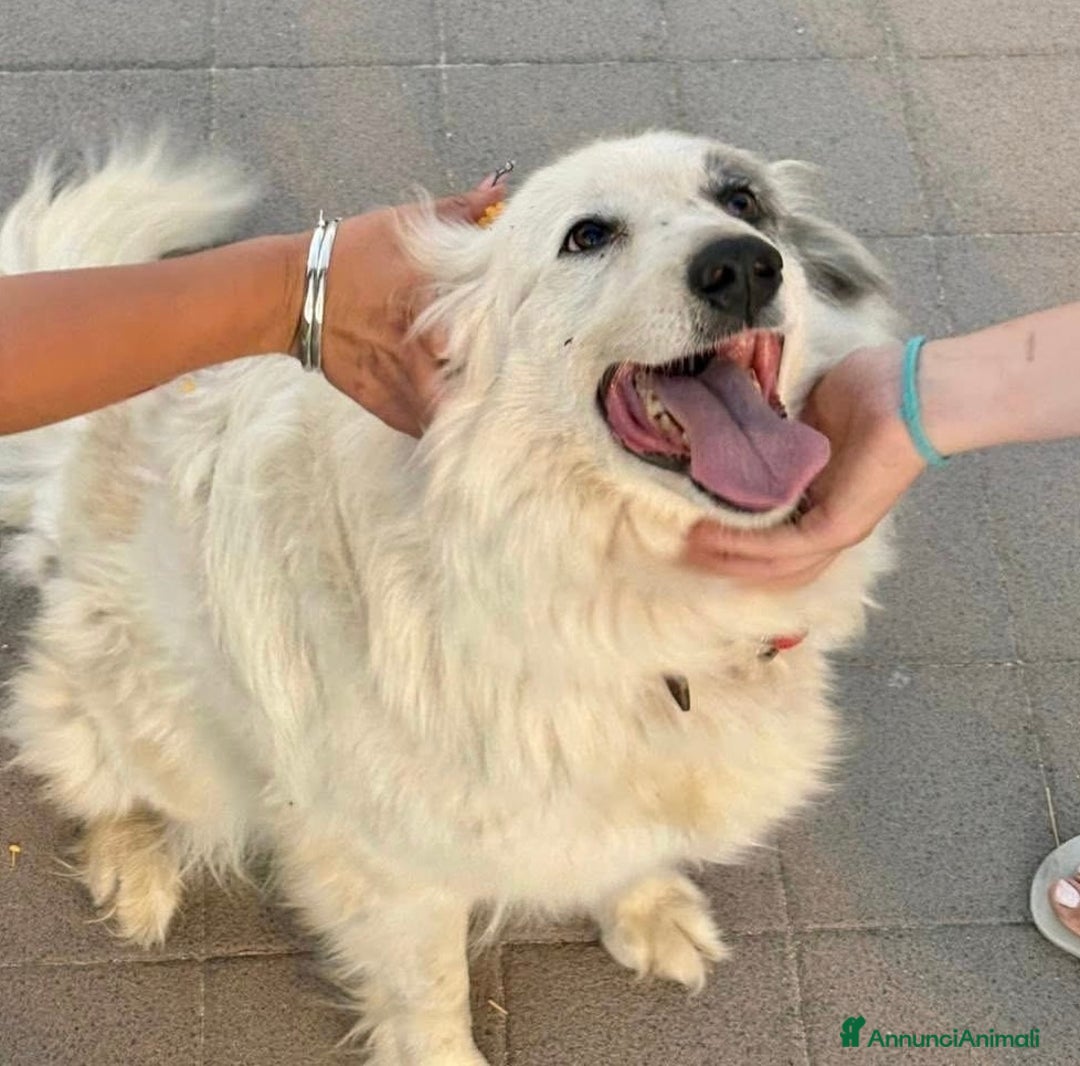 Meticcio cani in regalo: Titty e tony due splendidi angeli reclusi  - Annuncio 4