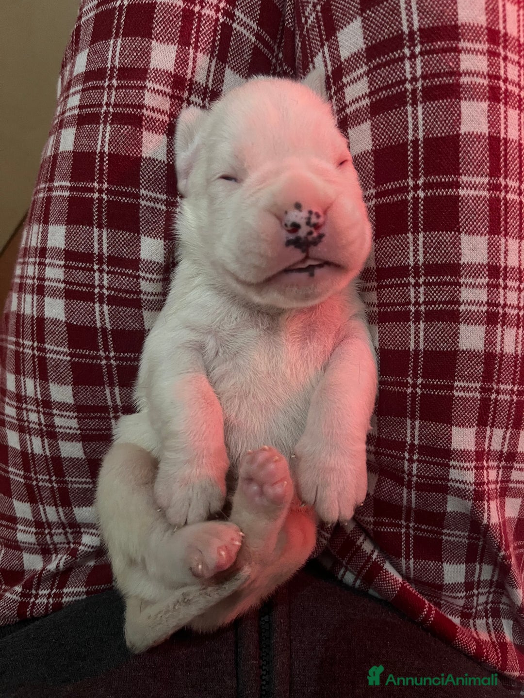 Boxer cani in vendita: Boxer cuccioli - Annuncio 3