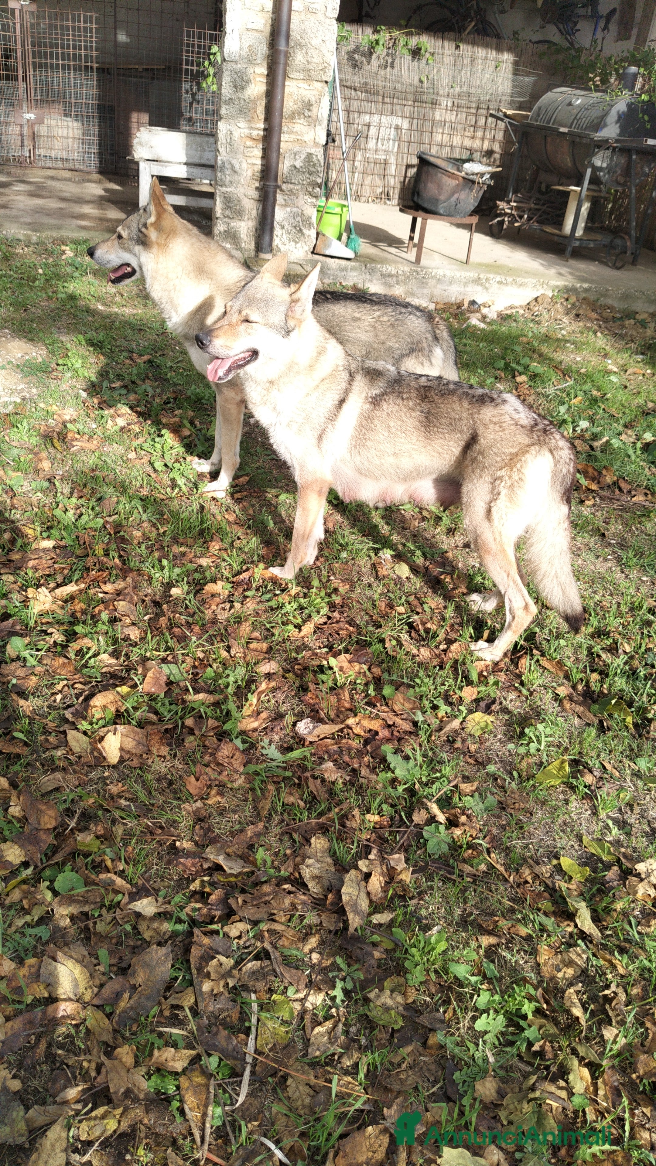 Lupo Cecoslovacco cani cuccioli cane lupo Cecoslovacco  - Annuncio 1