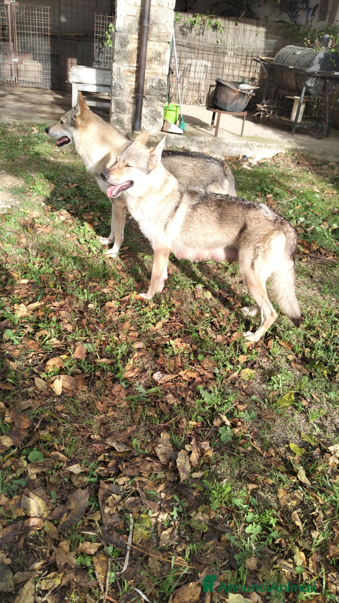 Lupo Cecoslovacco cani in vendita: cuccioli cane lupo Cecoslovacco  - Annuncio 1