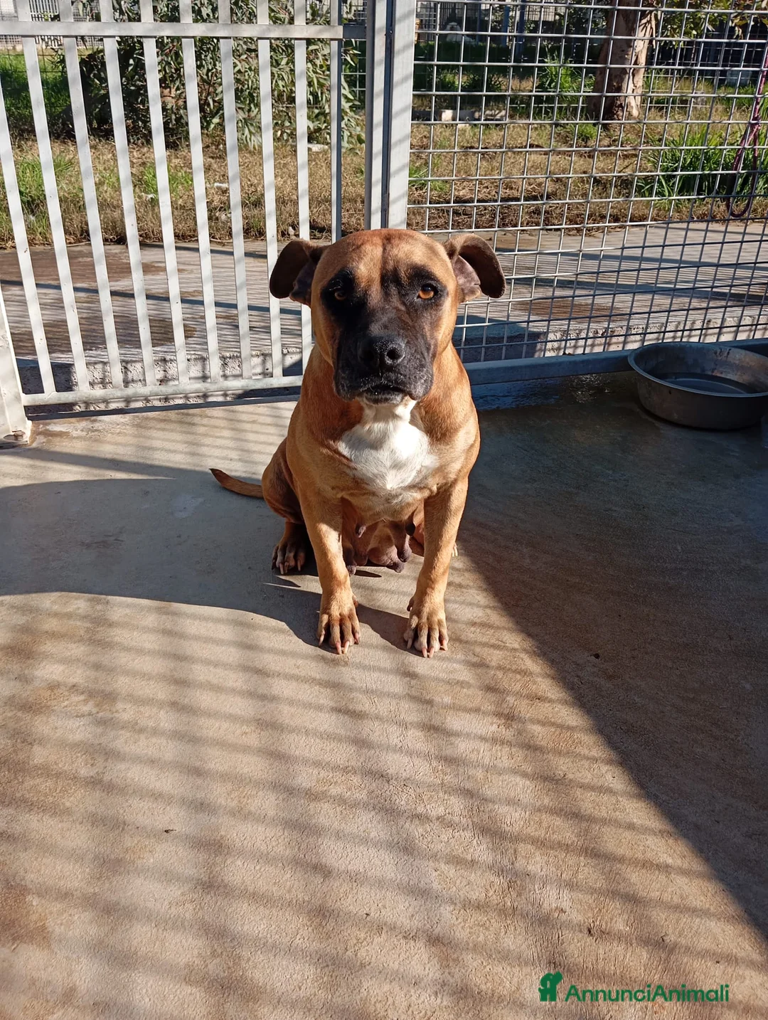 Meticcio cani in regalo: Zoe, mix pittbull/boxer!  - Annuncio 5