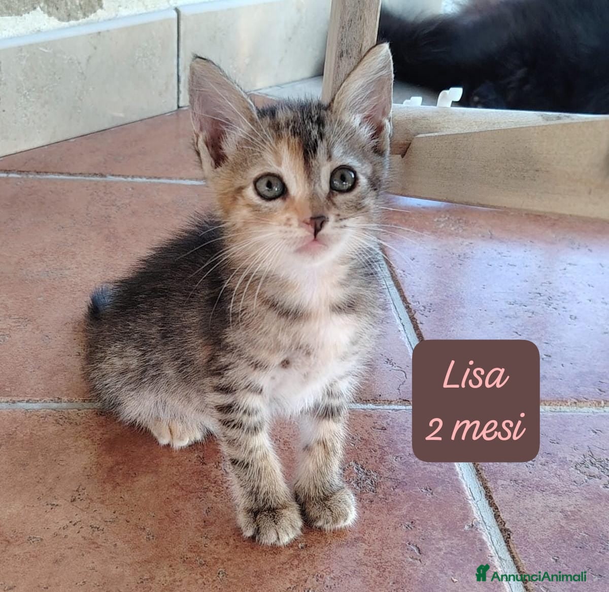 Altre razze gatti in regalo: S.o.S. gattini da salvare  a Città Metropolitana di Bologna - Annuncio 1