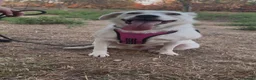 Meticcio cani in regalo: WILMA 🩷 non ha mai avuto una vera casa 🥺 a Provincia di Asti - Annuncio 4