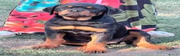 Rottweiler cani in vendita: rottweiler cuccioli pedigree pagamenti rateali  - Annuncio 3