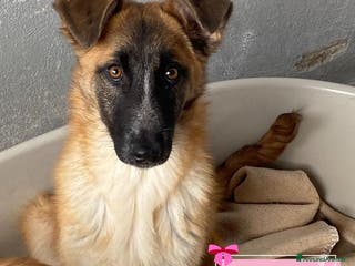 Meticcio cani DIVA 5 mesi e mezzo incrocio pastore belga - Annuncio 32