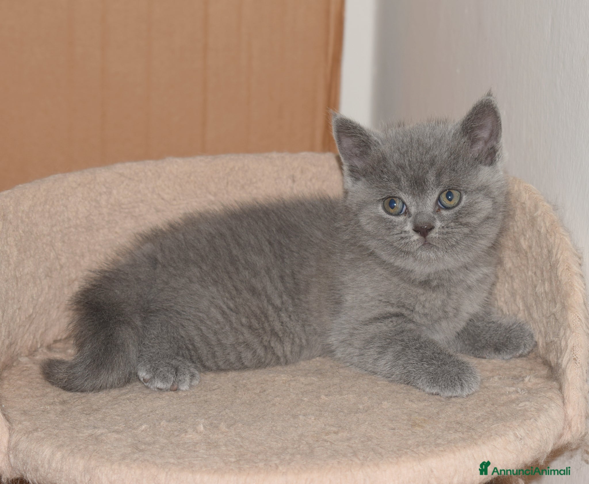 Scottish gatti in vendita: Scottish fold e straight con pedigree - Annuncio 11