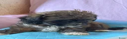 Shihpoo cani in vendita: Cuccioli di shih-poo - Annuncio 3