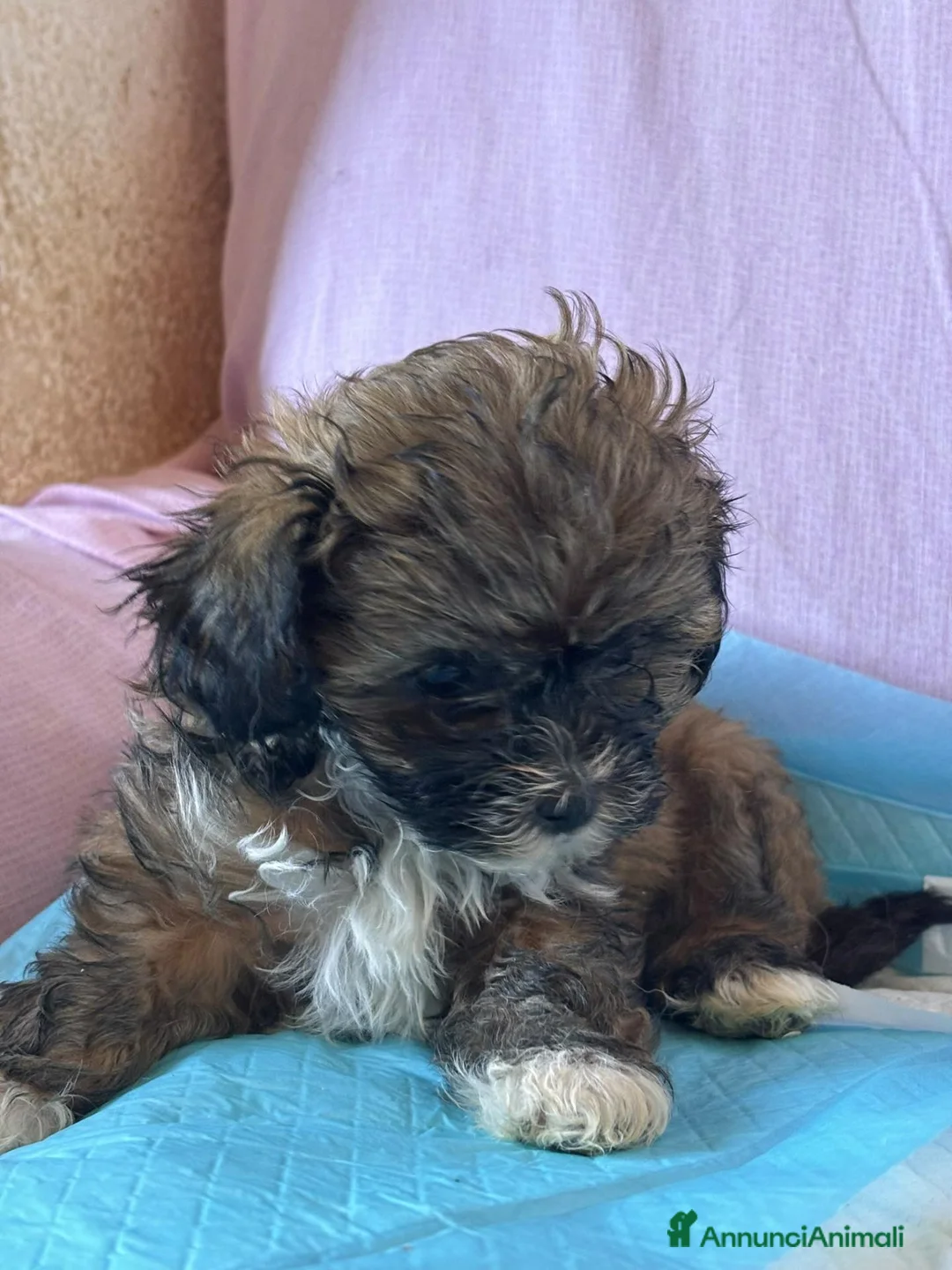 Shihpoo cani in vendita: Cuccioli di shih-poo - Annuncio 3