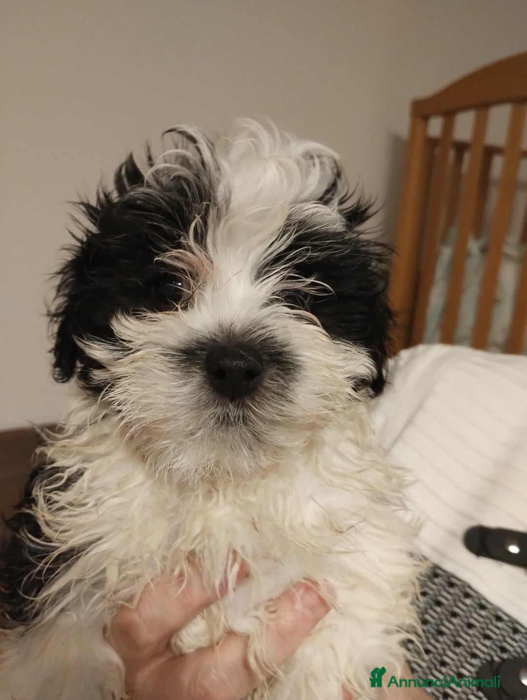 Bichon cani in vendita: Cuccioli bichon havanese - Annuncio 4