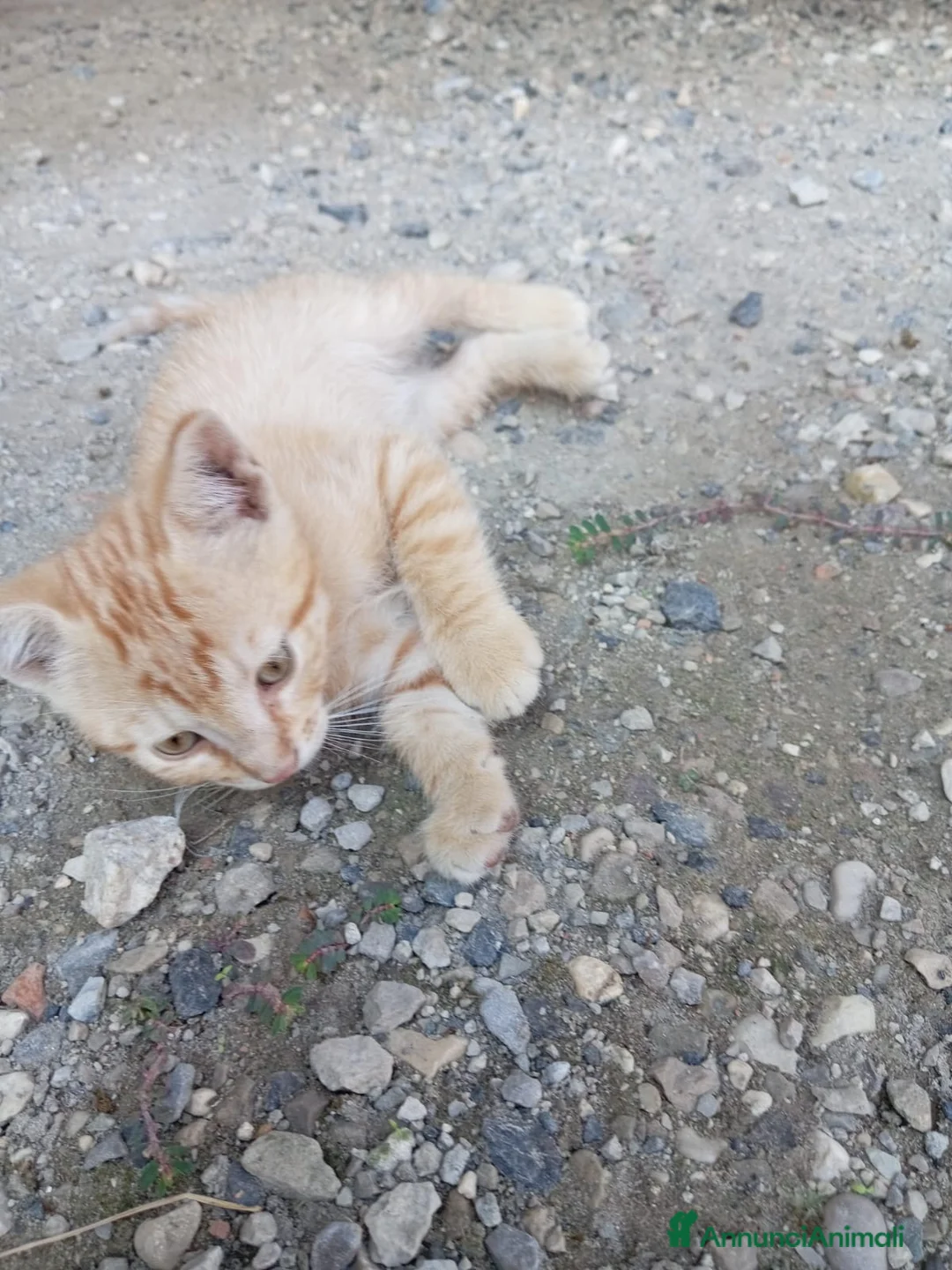 Europeo gatti in regalo: cuccioli gatto e mamma cercano casa❤️ - Annuncio 6