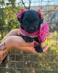 Maltipoo cani in vendita: maltipoo mini toy - Annuncio 4