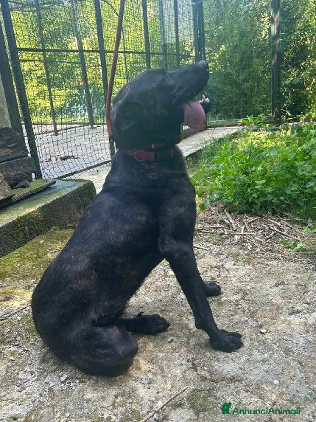 Meticcio cani in regalo: ORSA splendida tg grande giovane e socievole - Annuncio 6